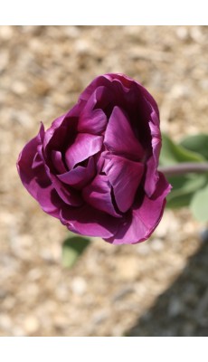 NEGRITA DOUBLE